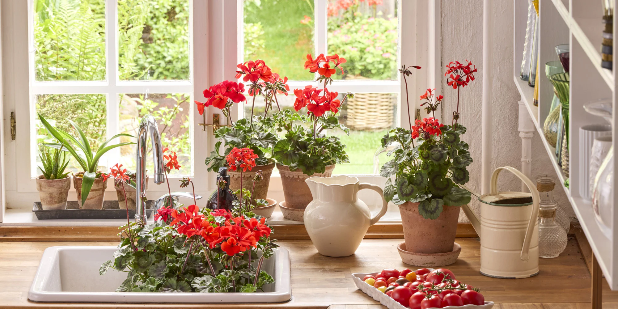 Red geraniums and fresh strawberries on a bright kitchen counter by tall windows